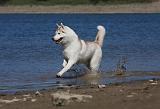 SIBERIAN HUSKY 614